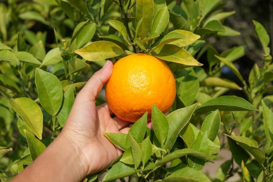 backpacker jobs - fruit picking