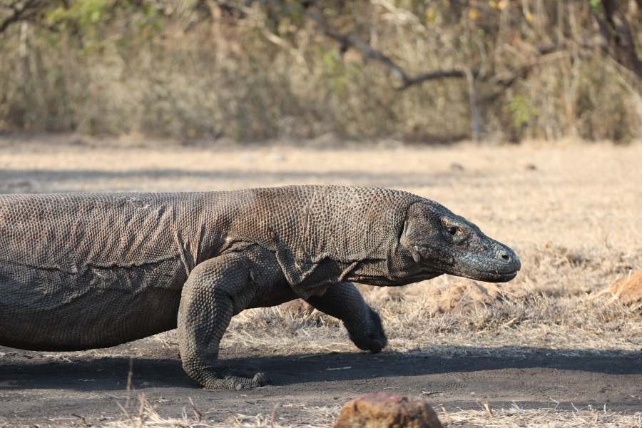 Komodo island