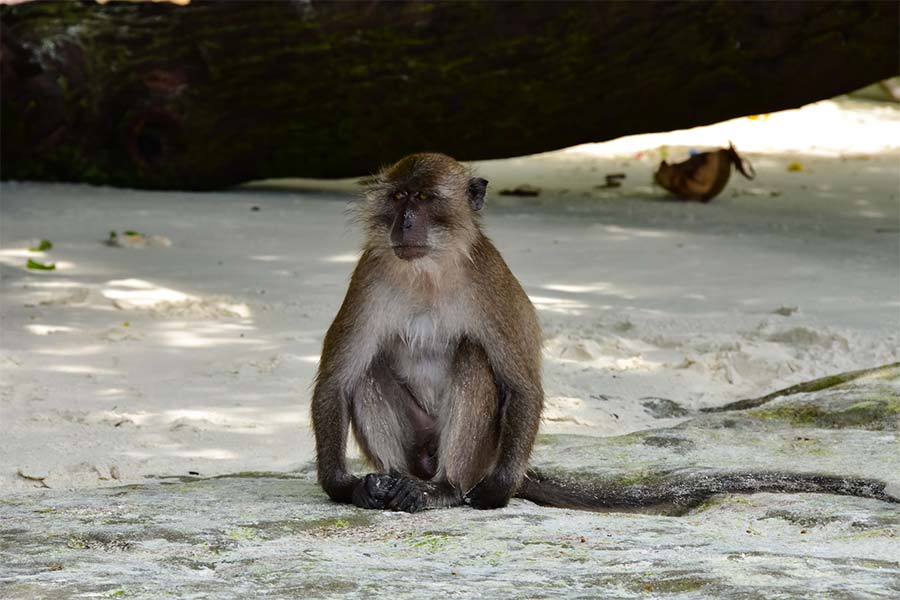 Monkey Beach Kho Phi Phi