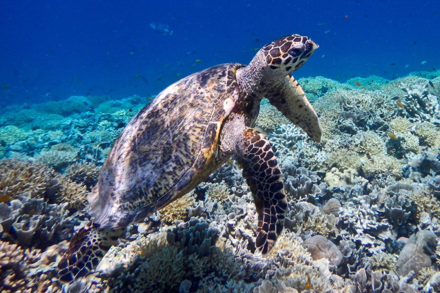 Diving around the Gili islands