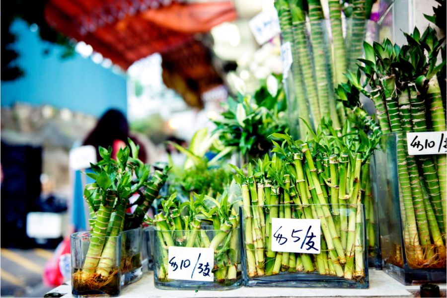 Mong Kok Hong Kong Attractions - Flower Market