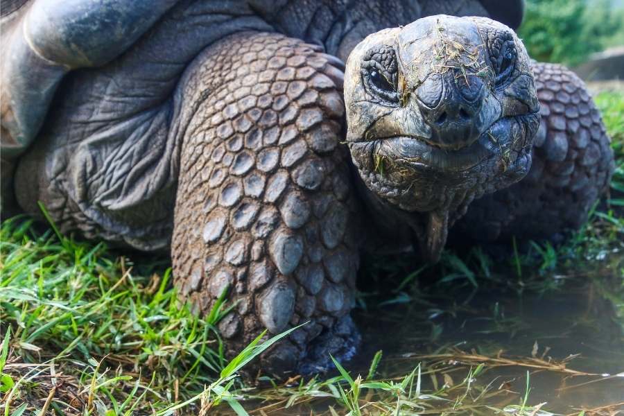 Galapagos islands turtle