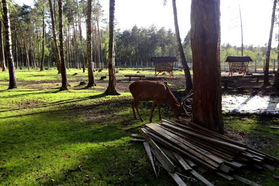 Wonders In Eastern Europe - Belovezhskaya Pushcha, Belarus