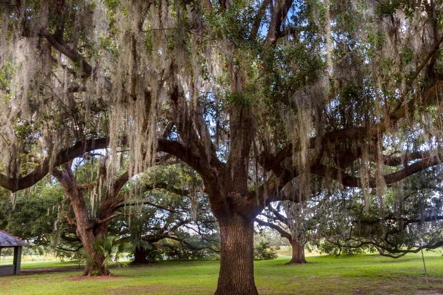 City Park New Orleans