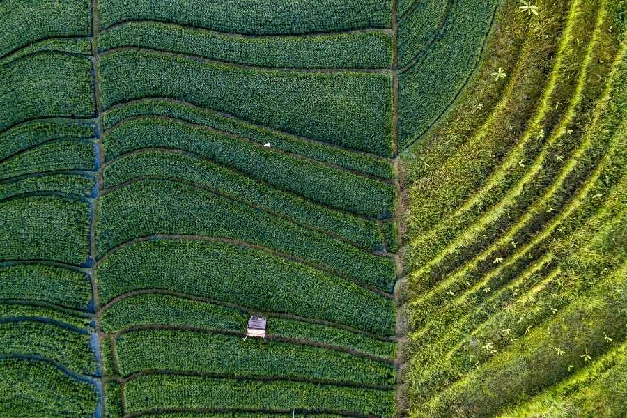 Ubud Village rice field