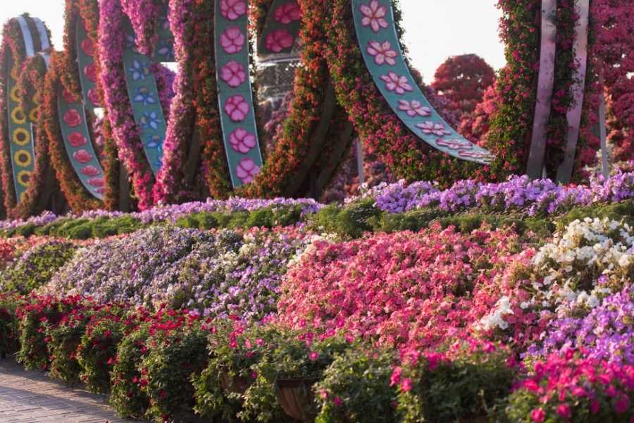 Dubai Solo Female Travel - Dubai Miracle Garden