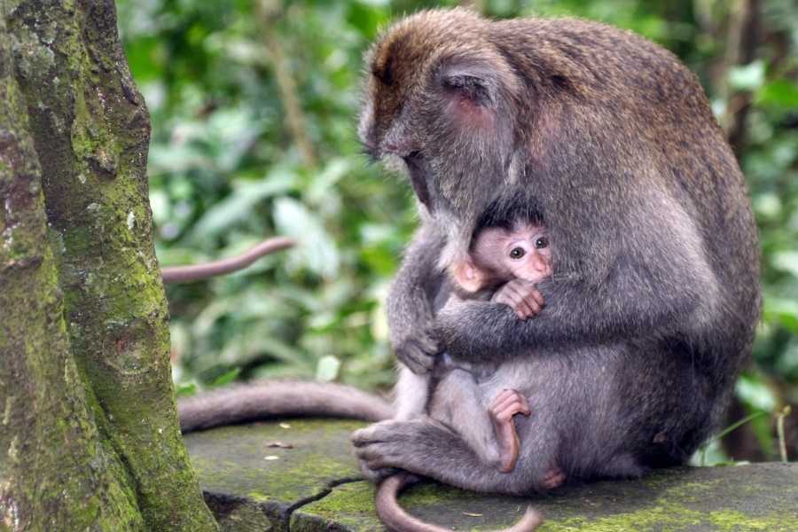 Monkey Bali Ubud