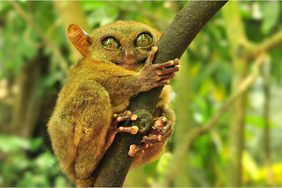 Travel Guide to Bohol - Tarsier Sanctuary Bohol Philippines