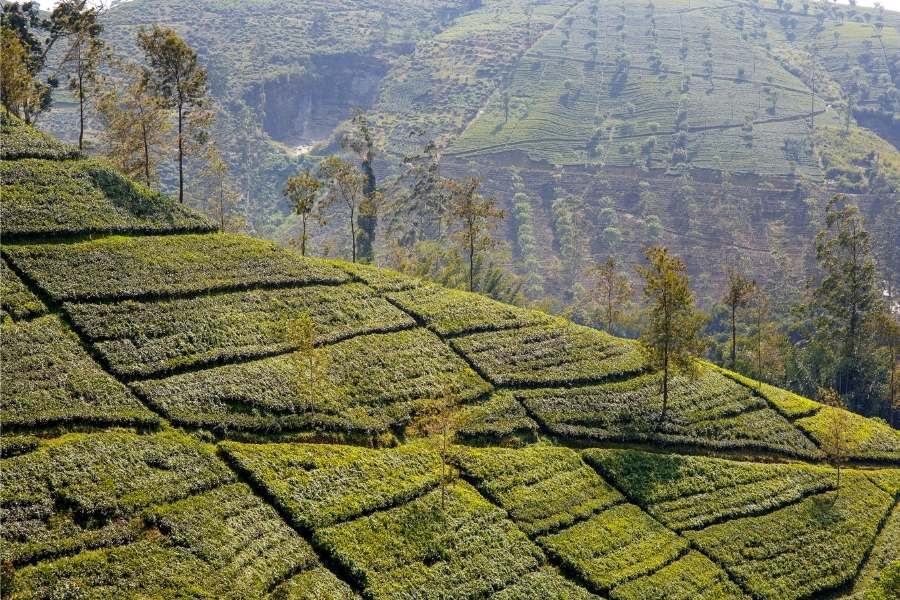 7 Things I Love About Sri Lanka - Tea plantation Sri Lanka