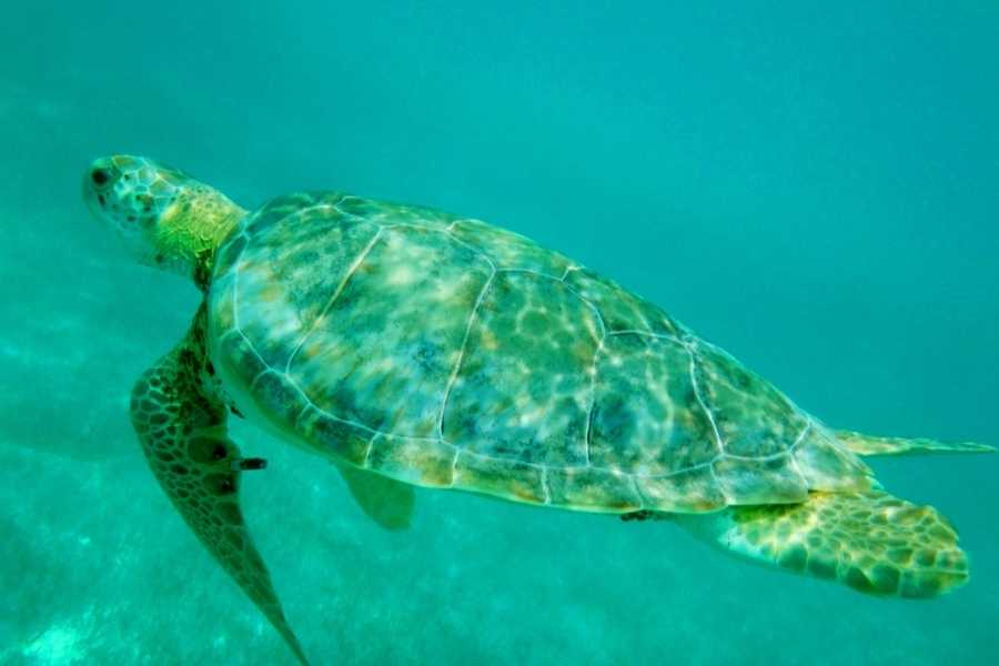 Turtle in Akumal