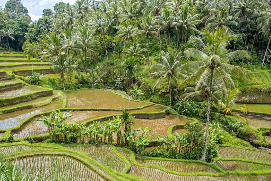 Ubud Bali Rice field