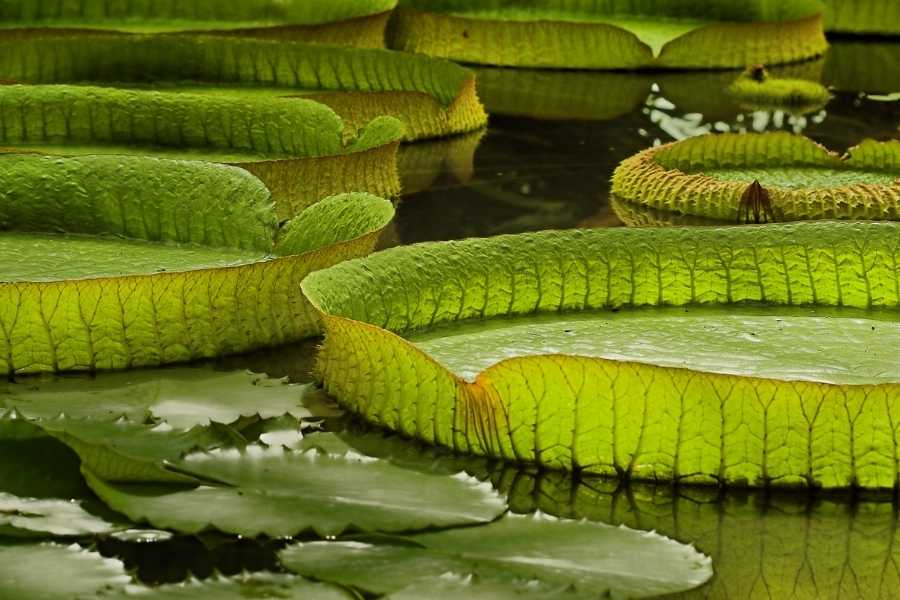 Victoria Regia Amazon