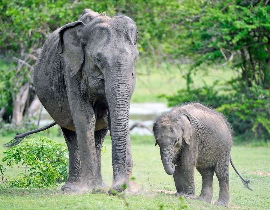 7 Things I Love About Sri Lanka - Yala national park Sri Lanka