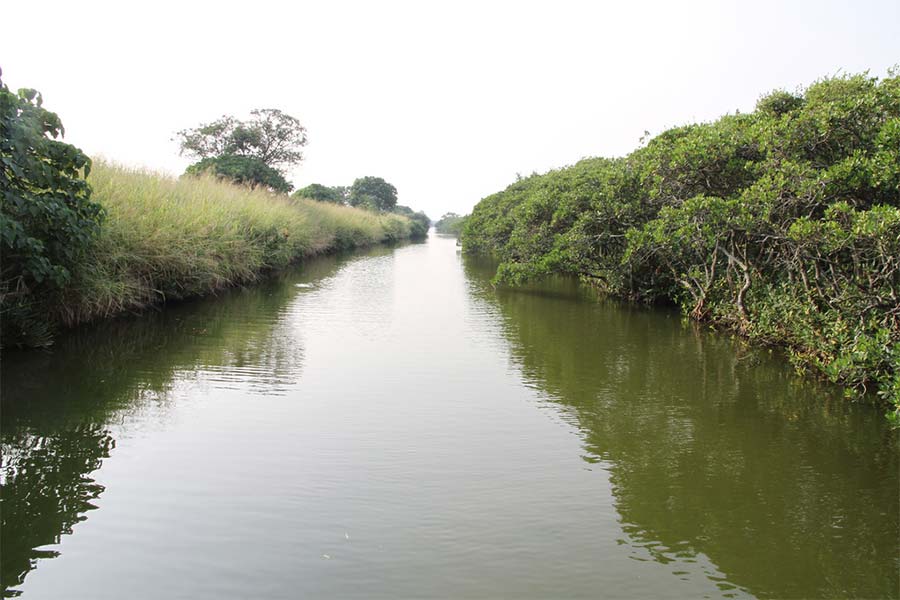 Tamsui river mangrove