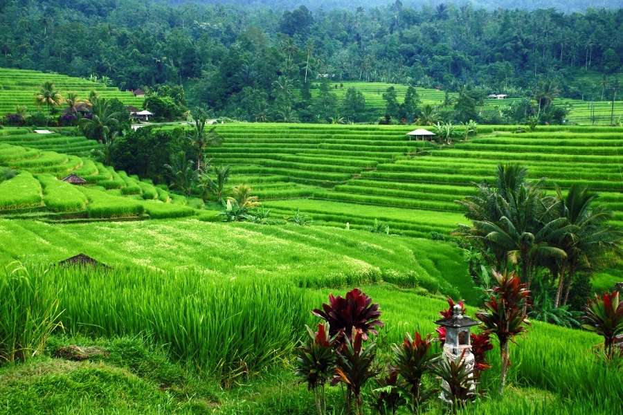 Bali Ricefields