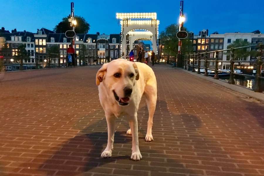 Pet-friendly Destinations - Dog Amsterdam