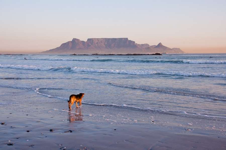 Pet-friendly Destinations - Take your dog for a walk on the beach in cape town