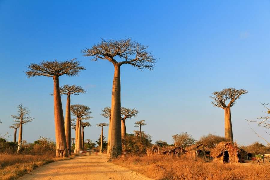 Ten Most Underrated Destinations You Need To Visit - Madagascar