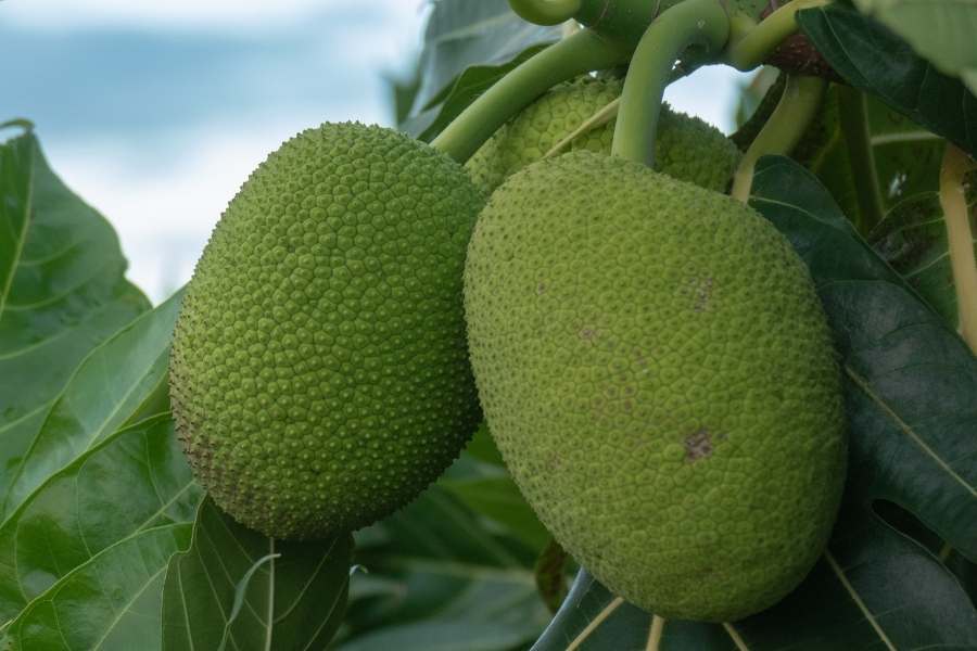 13 Tasty Tropical Fruits - 10. bread fruit