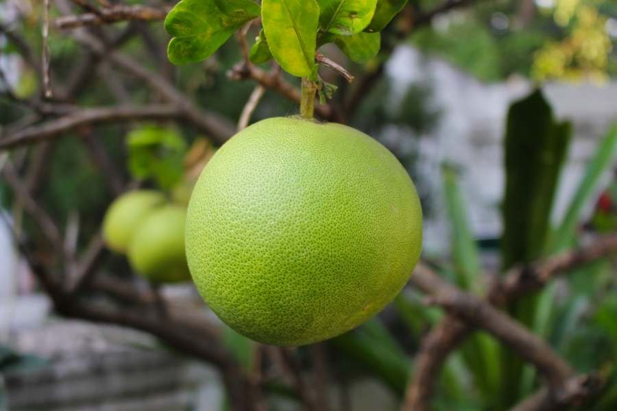 13 Tasty Tropical Fruits - 11. pomelo