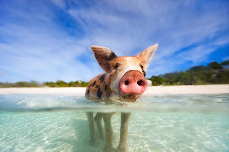 Bahamas swimming with pigs in Exuma