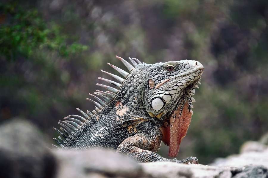 Curaçao wildlife