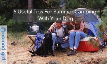 5 Useful Tips For Summer Camping With Your Dog