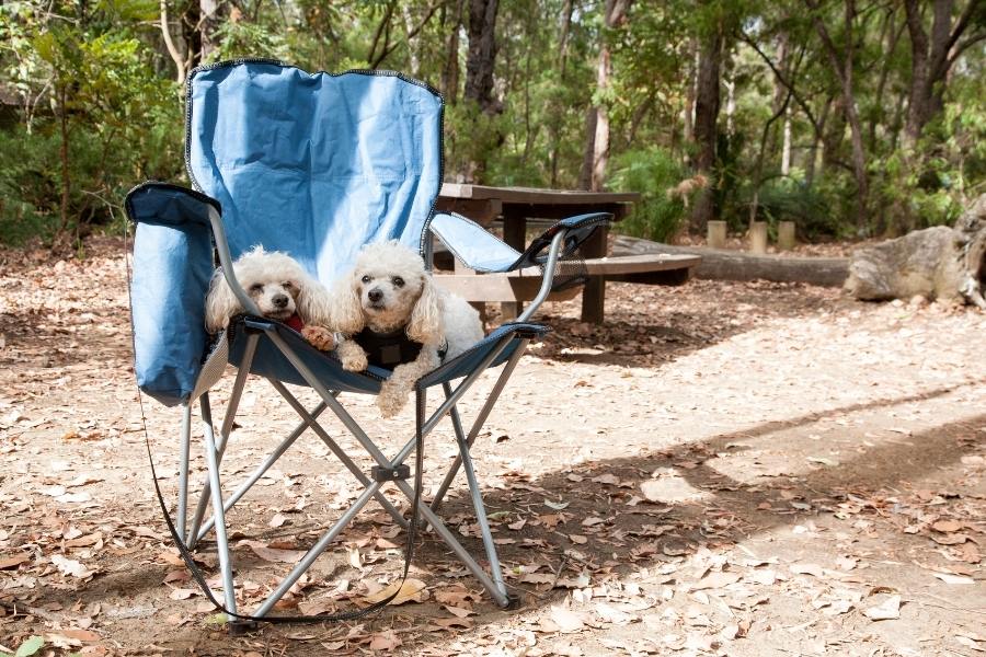 dog camping