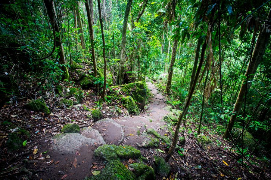 Cairns to Mossman Gorge - Mossman Gorge Australia