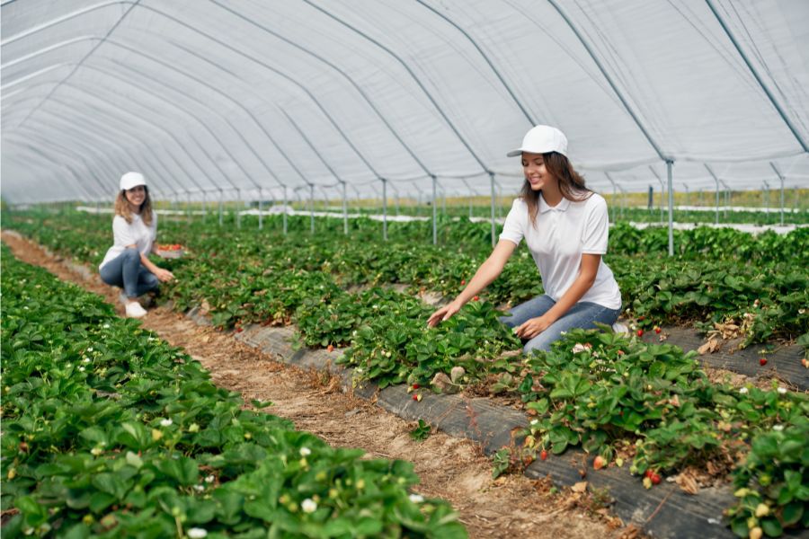 fruit picking