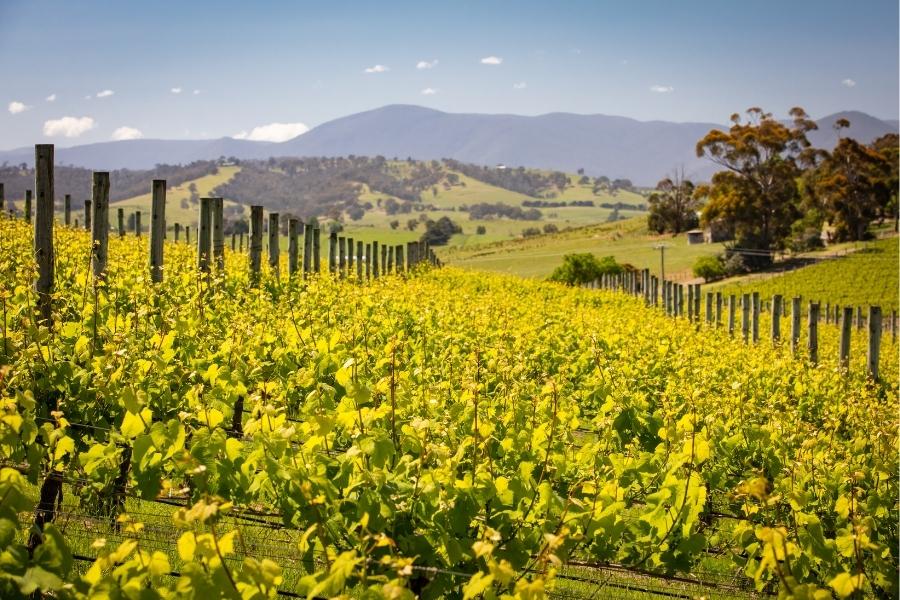 yarra valley