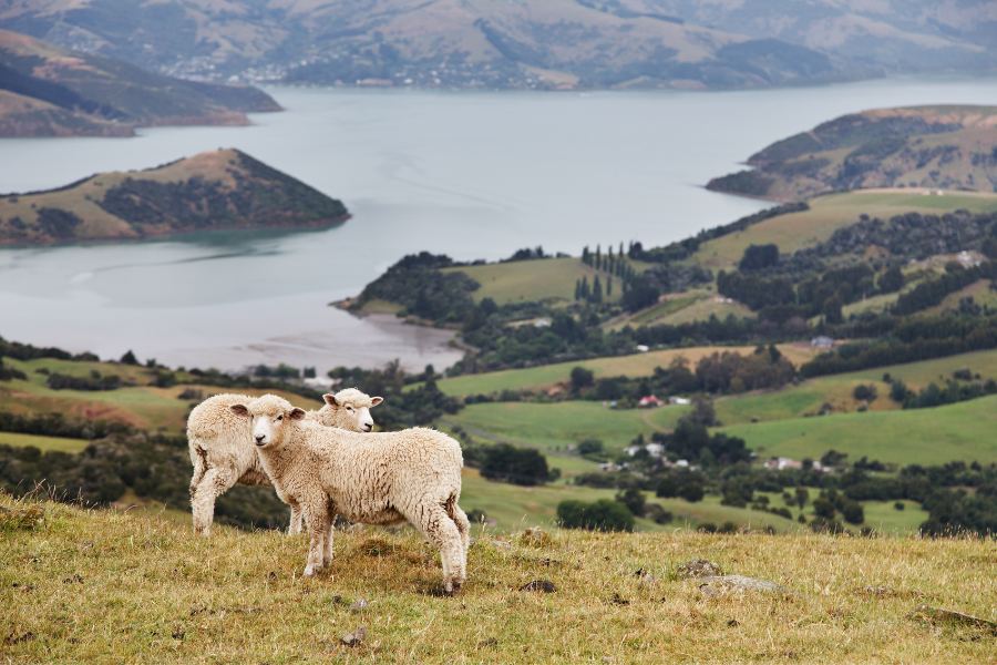 New Zealand Working Holiday Visa