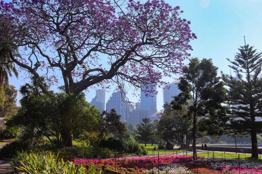 Sydney Travel Guide - Royal Botanic Garden