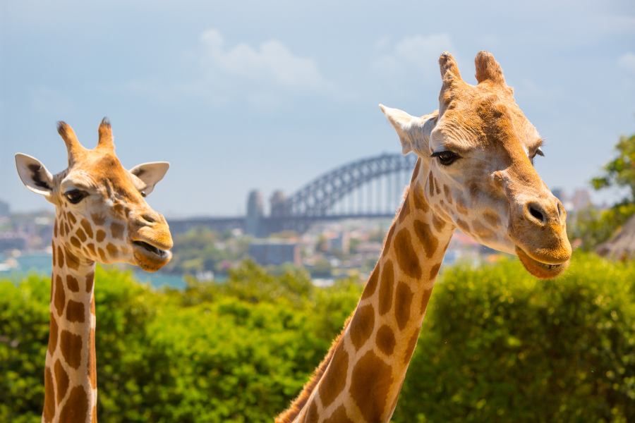 Sydney Travel Guide - Taronga Zoo