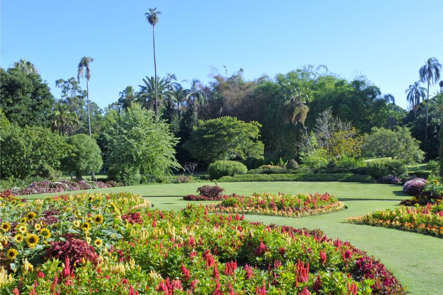 Brisbane Travel Guide - Brisbane Botanic Gardens