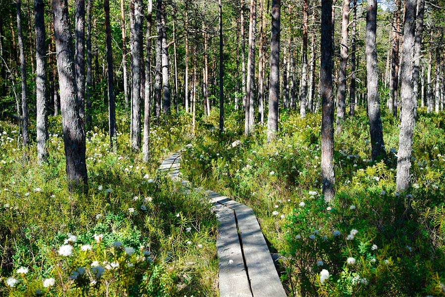 Green forest with flowers