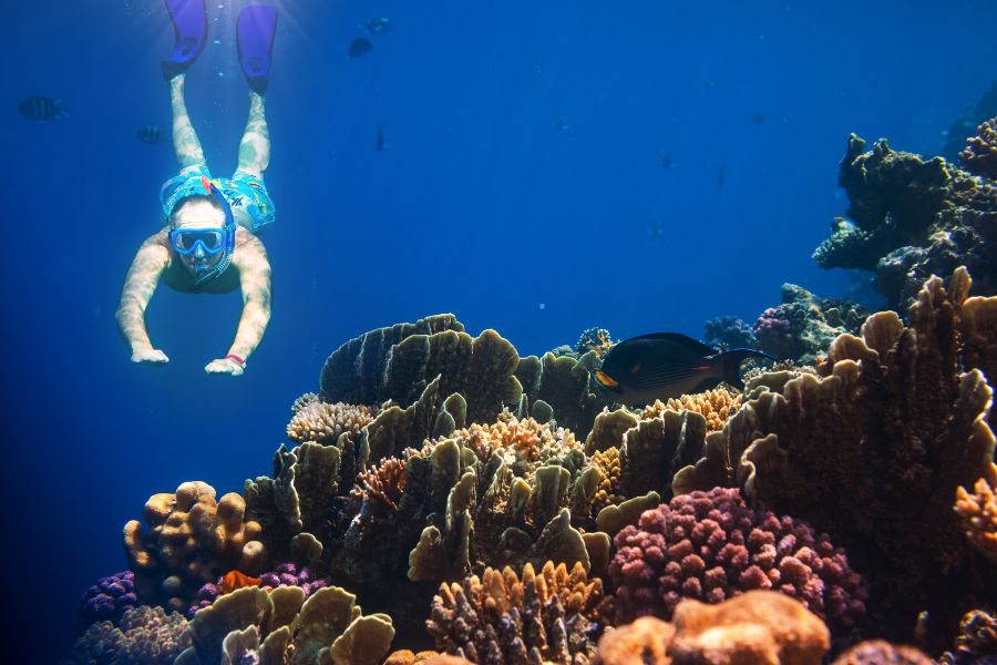 The 10 Most Thrilling Adventures You Can Have in Saudi Arabia - Snorkelling