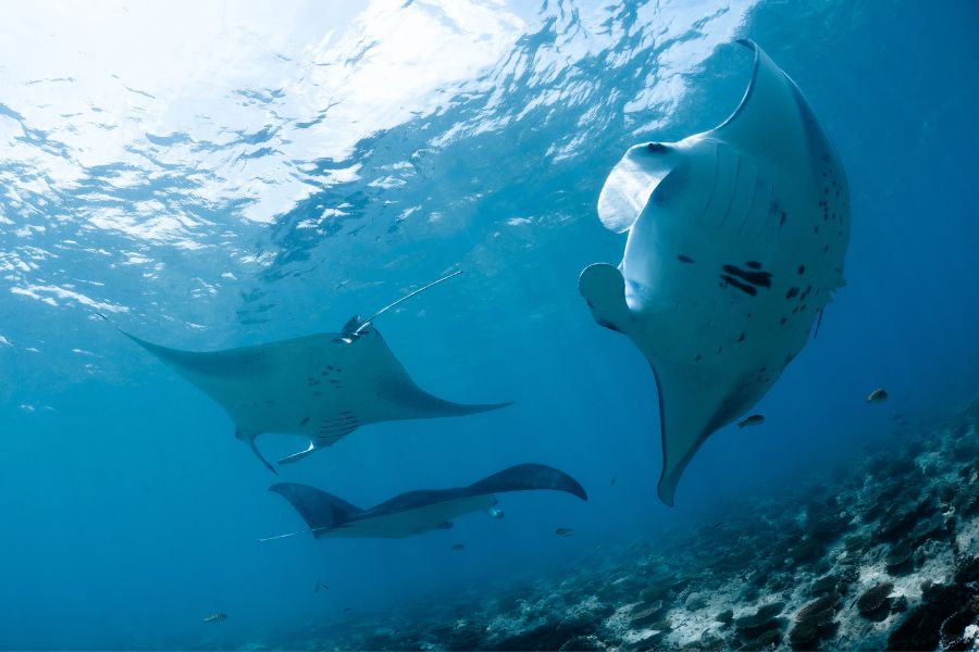 The Top 10 Maldives Dive Sites - Manta Point