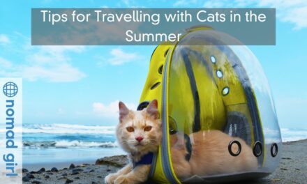 Tips for Travelling with Cats in the Summer