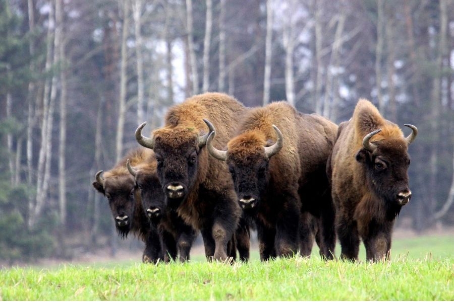 Europe's National Parks Top 18 - 5. Białowieża National Park