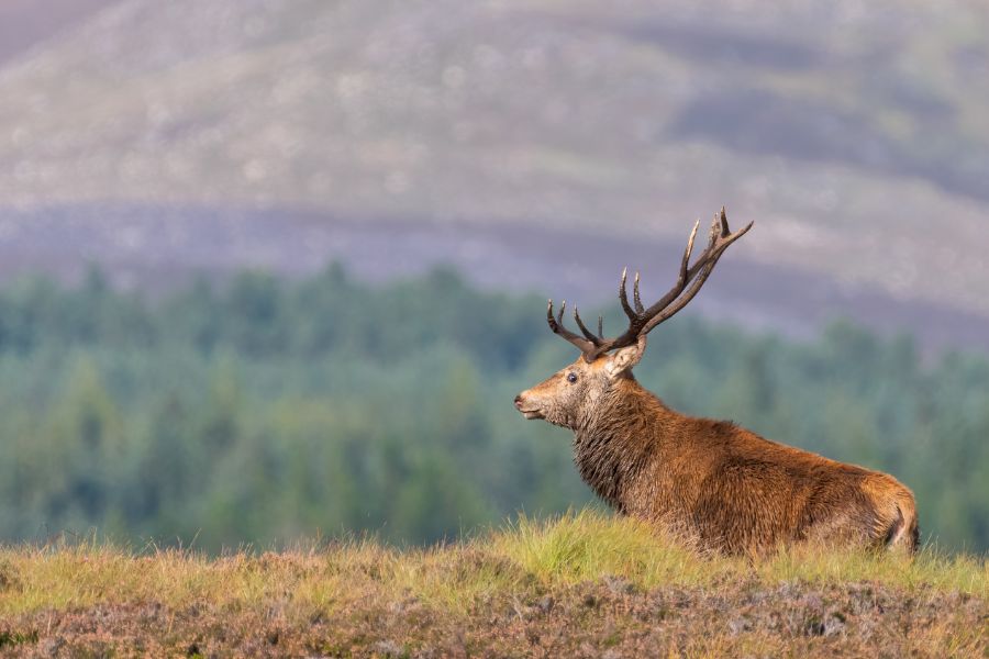 Europe's National Parks Top 18 - 8. The Cairngorms