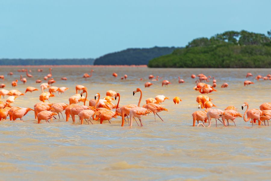 American Flamingos 