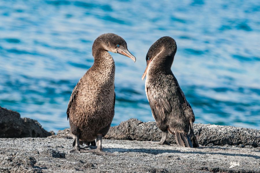 Animals to See On The Galapagos Islands - Flightless Cormorant