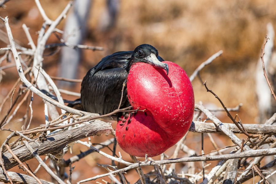 Animals to See On The Galapagos Islands - Frigatebirds