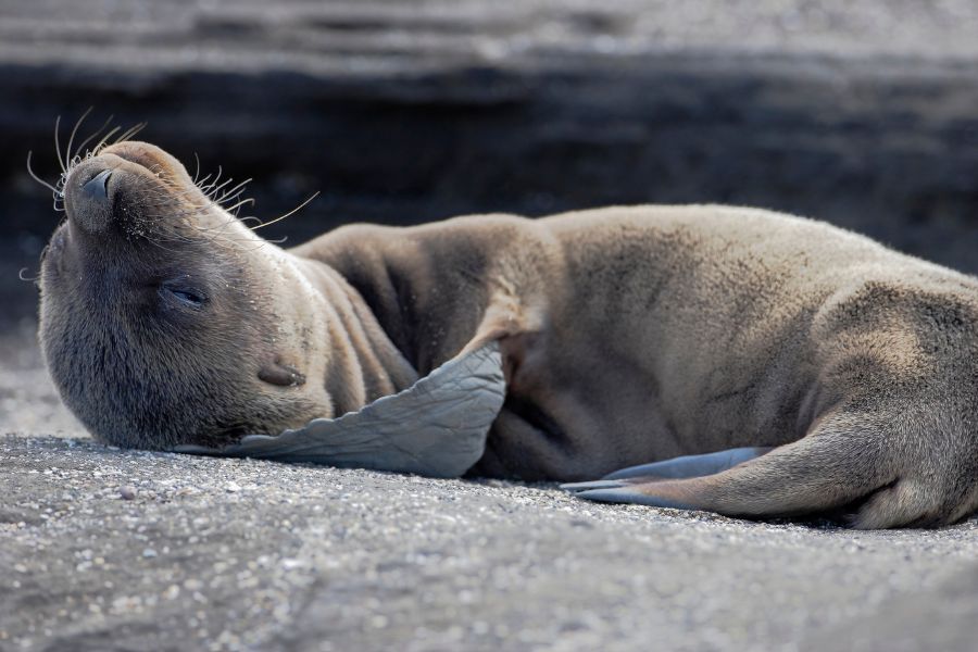 Galapagos Fur Seal