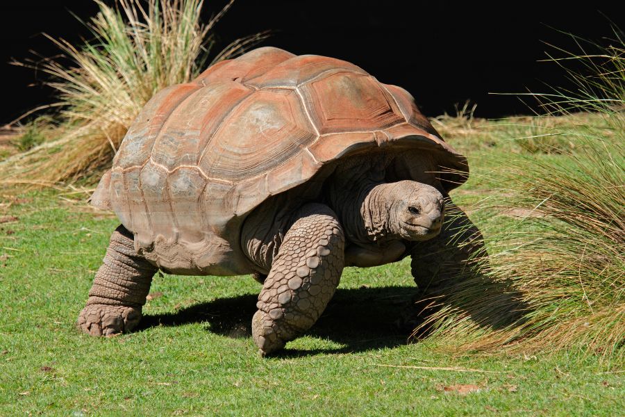 Animals to See On The Galapagos Islands - Galapagos Giant Tortoise