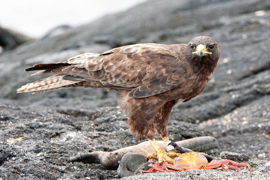 Animals to See On The Galapagos Islands - Galapagos Hawk