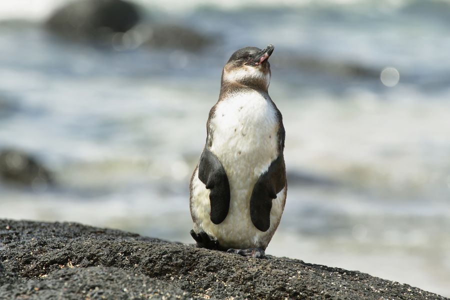 Animals to See On The Galapagos Islands - Galapagos Penguins