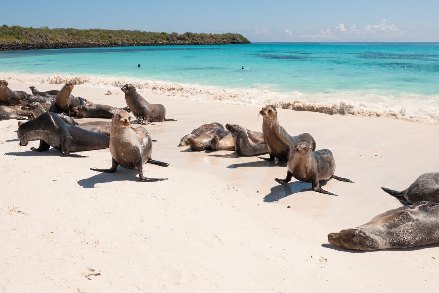 Animals to See On The Galapagos Islands - Sea Lions