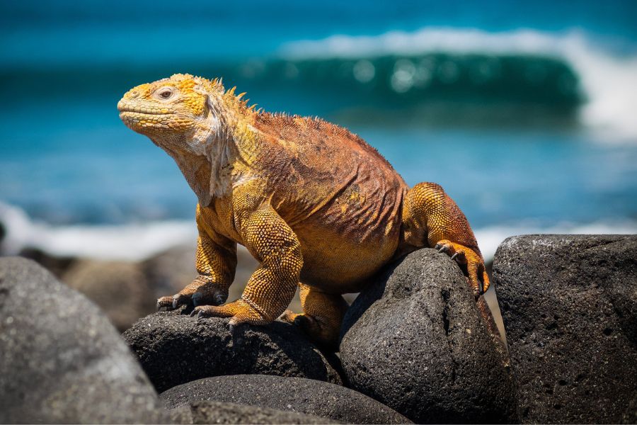 Animals to See On The Galapagos Islands - Galapagos land iguana